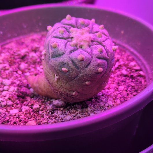 Photo of the plant species Peyote by @NewRedbush38 named Kardashian on Greg, the plant care app