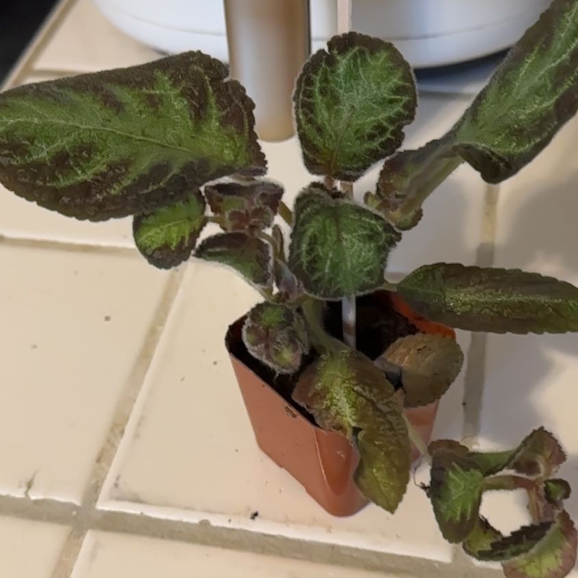 Photo of the plant species Episcia 'Pink Panther' by @StoutFuscia14 named Demi on Greg, the plant care app
