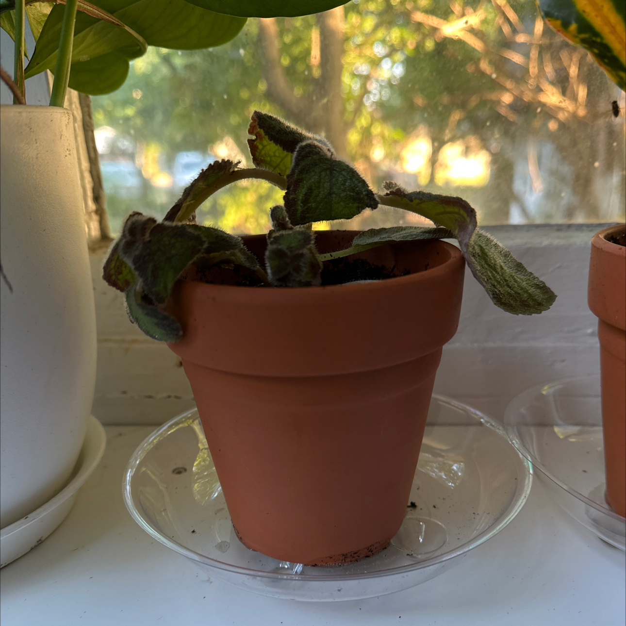 Photo of the plant species Episcia 'Pink Panther' by @Fuscia14 named Demi on Greg, the plant care app