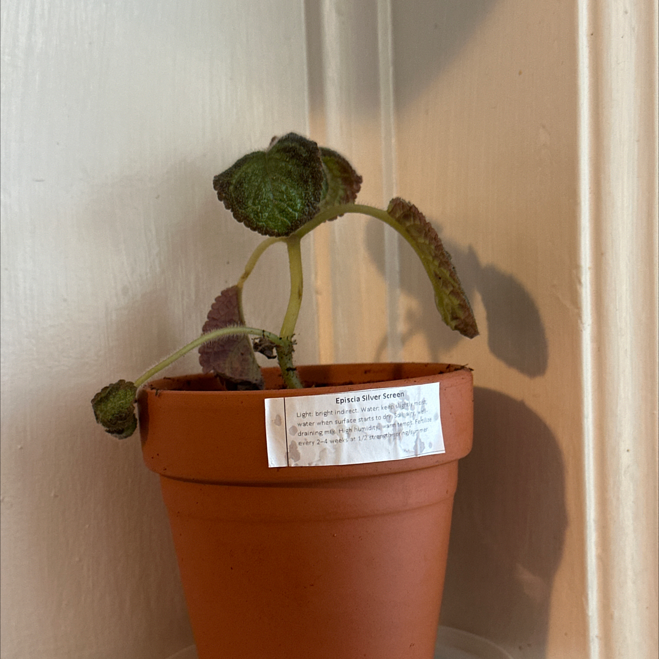 Photo of the plant species Episcia 'Silver Queen' by @Fuscia14 named Oscar on Greg, the plant care app