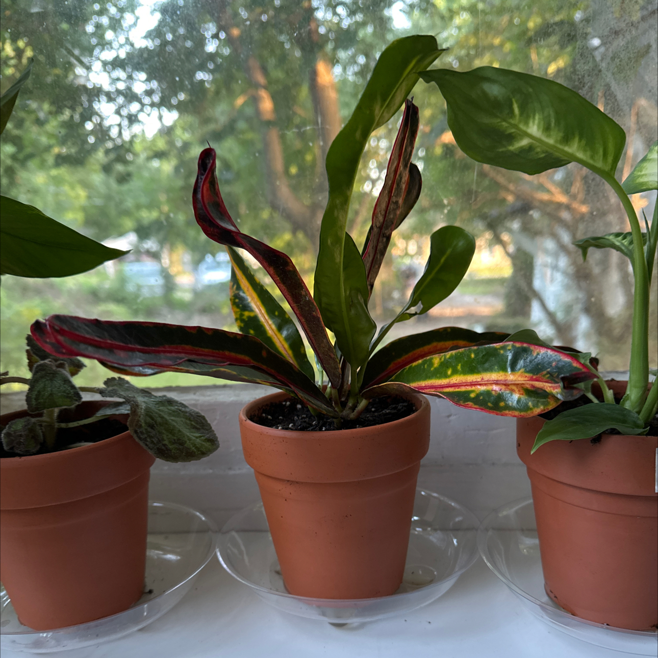 Photo of the plant species Croton Mammy by @Fuscia14 named Dolores on Greg, the plant care app