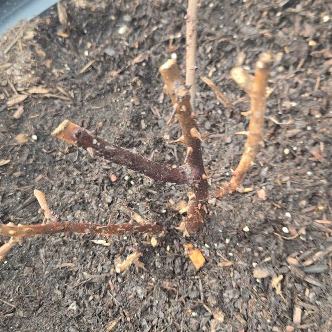 Photo of the plant species American Sweetgum by @KeySalsify31 named Mochi on Greg, the plant care app