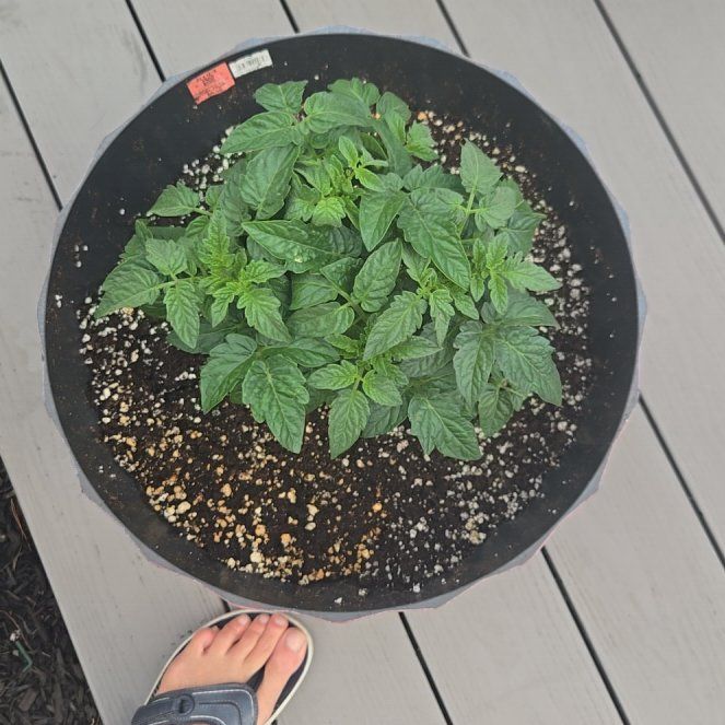 Photo of the plant species European Red Raspberry by @KeySalsify31 named Surya on Greg, the plant care app