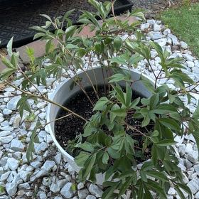 Photo of the plant species Chinese Peony by @WinSedum52 named Hemingway on Greg, the plant care app