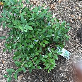 Photo of the plant species Blueberry by @BigCowvine16 named Cleopatra on Greg, the plant care app