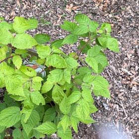 Photo of the plant species European Red Raspberry by @BigCowvine16 named Fernie Saunders on Greg, the plant care app