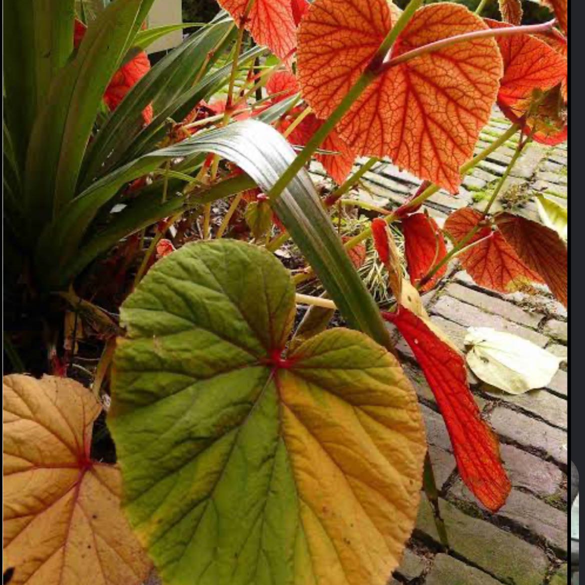 Photo of the plant species 'Cowardly Lion' by @SmartPeanut30 named Drake on Greg, the plant care app