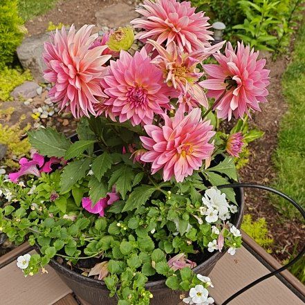 Photo of the plant species Garden Dahlia by @UnbiasedEndive5 named Bella on Greg, the plant care app