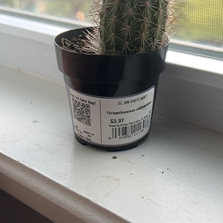 Photo of the plant species Thrixanthocereus cullmanianus by @SwiftToropapa82 named da Vinci on Greg, the plant care app