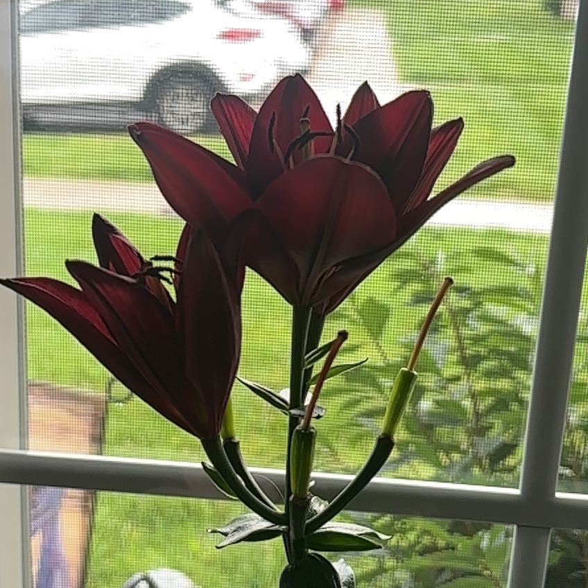 Photo of the plant species Orange Lily by @FitLithop81 named Sahara on Greg, the plant care app