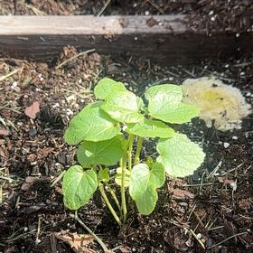 Photo of the plant species Abelmoschus Esculentus by @JauntyCosmo1 named Mollie on Greg, the plant care app