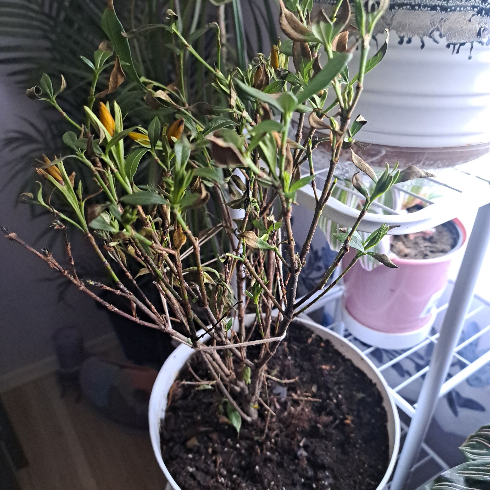 Photo of the plant species Gardenia 'Frostproof' by @HeroPigsears54 named Frostproof gardenia on Greg, the plant care app