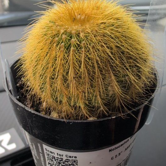 Photo of the plant species Notocactus leninghausii by @PrevalentOkra39 named Lavender on Greg, the plant care app