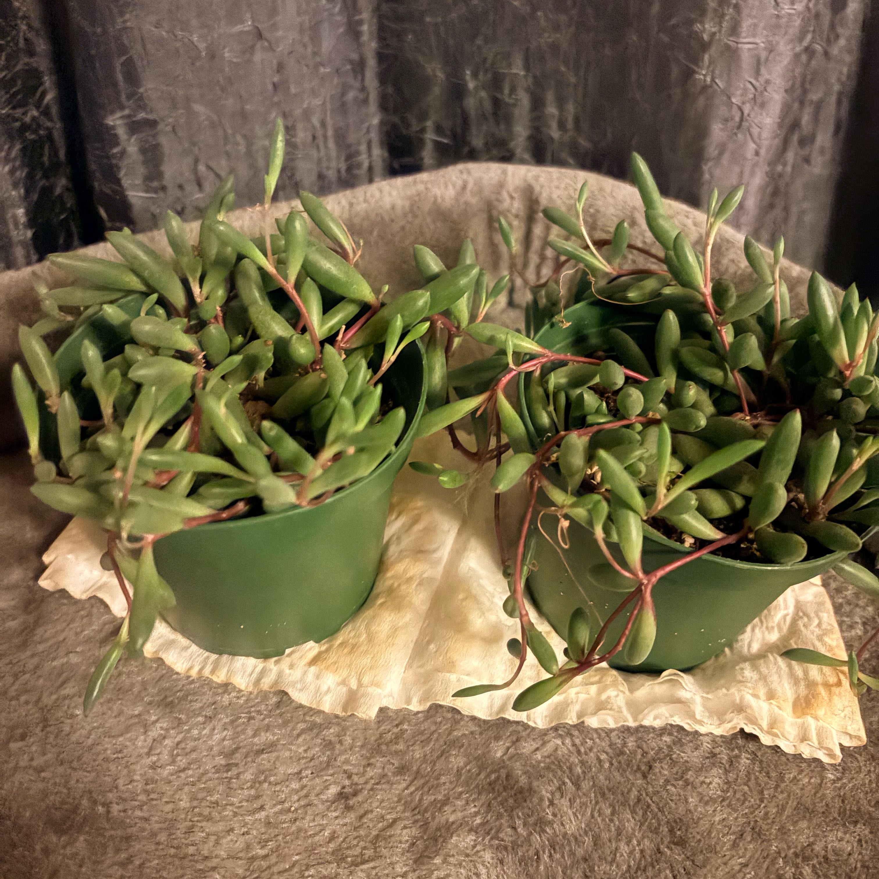Photo of the plant species ruby necklace by @Joon357 named Shakira on Greg, the plant care app