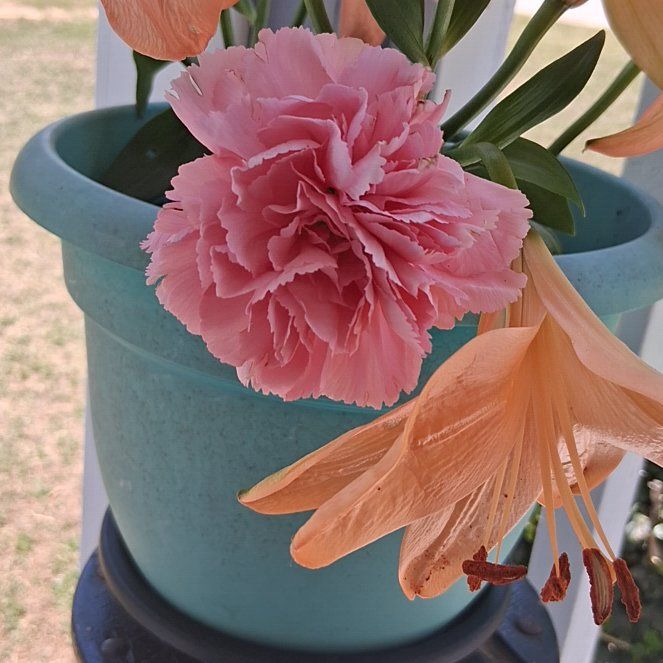 Photo of the plant species Carnation by @SinewyMaitake85 named Homer on Greg, the plant care app
