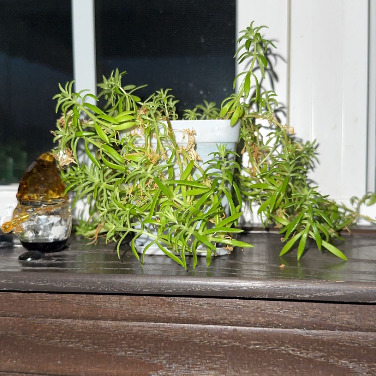 Photo of the plant species Sedum Mexicanum by @FitTahitilime63 named Navajo on Greg, the plant care app