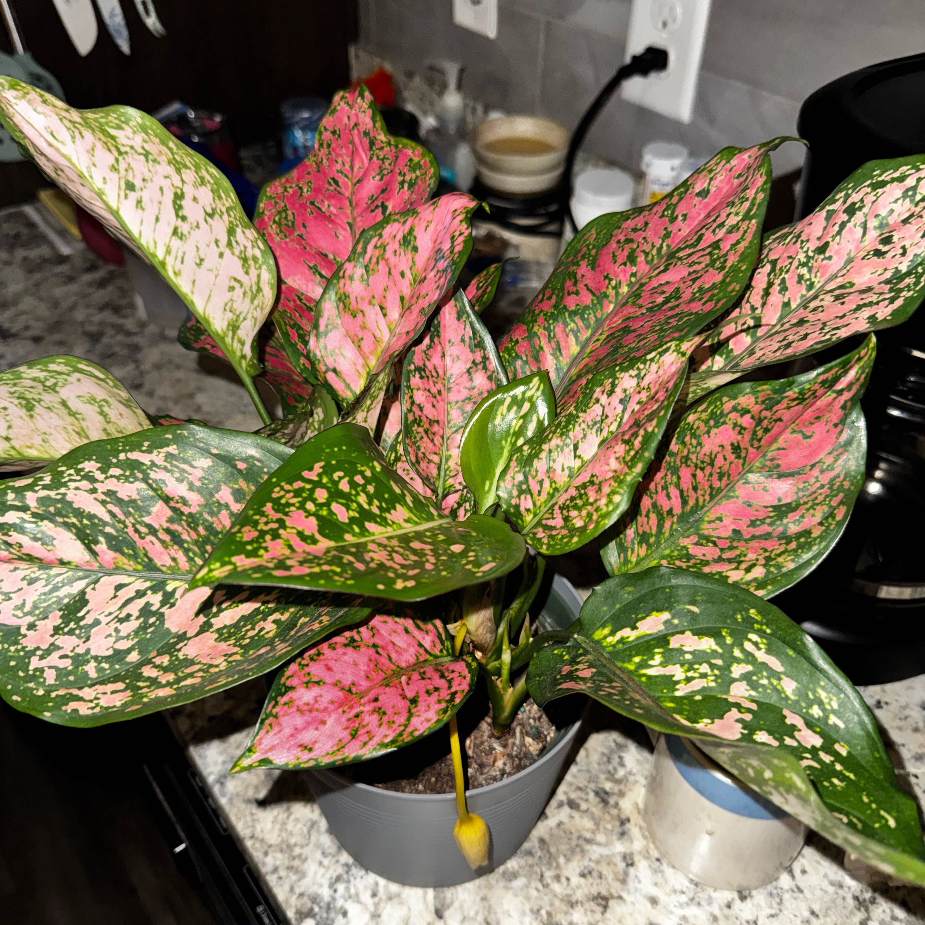 Photo of the plant species Aglaonema 'Pink Anyamanee' by @FitTahitilime63 named Poof on Greg, the plant care app