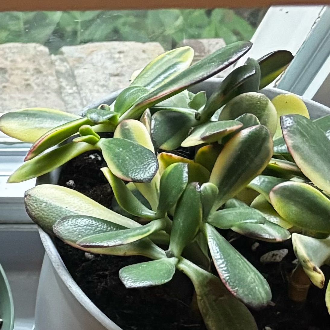 Photo of the plant species Crassula obliqua 'Lemon 'n Lime' by @ValiantMaypop51 named Sprite on Greg, the plant care app