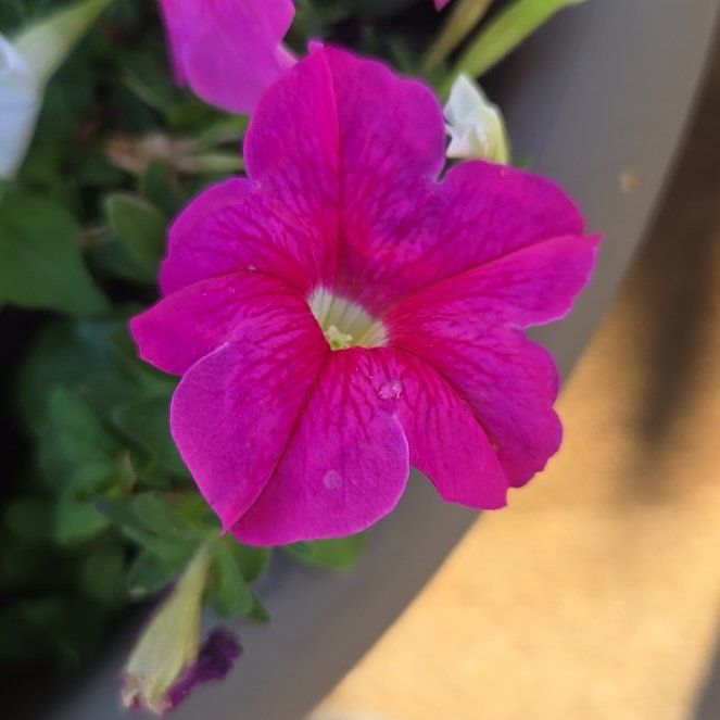 Photo of the plant species Petunia by @HotMaitake52 named Elina on Greg, the plant care app