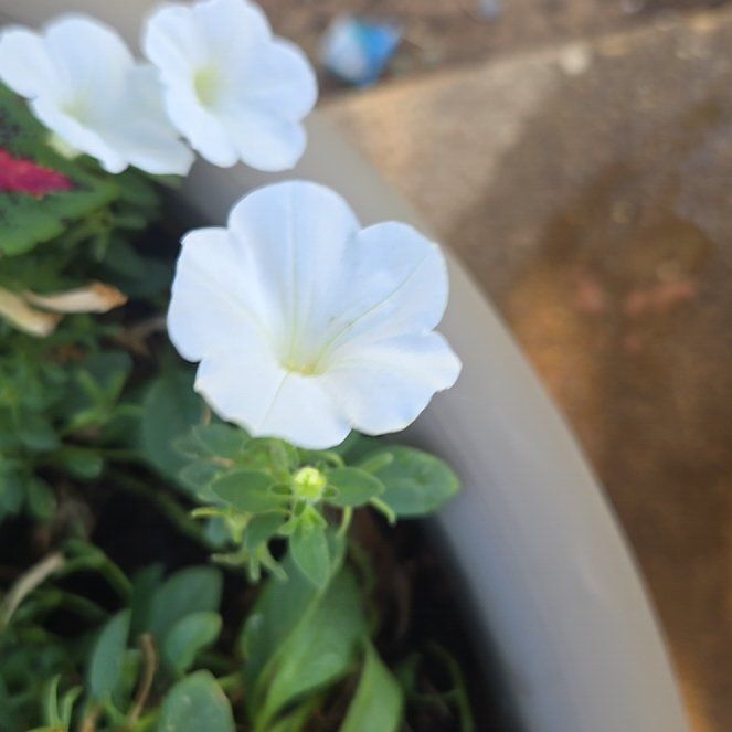 Photo of the plant species Petunia by @HotMaitake52 named Gomez on Greg, the plant care app