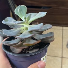 Photo of the plant species Echeveria 'Dusty Rose' by @LightRedlog98 named Oscar on Greg, the plant care app