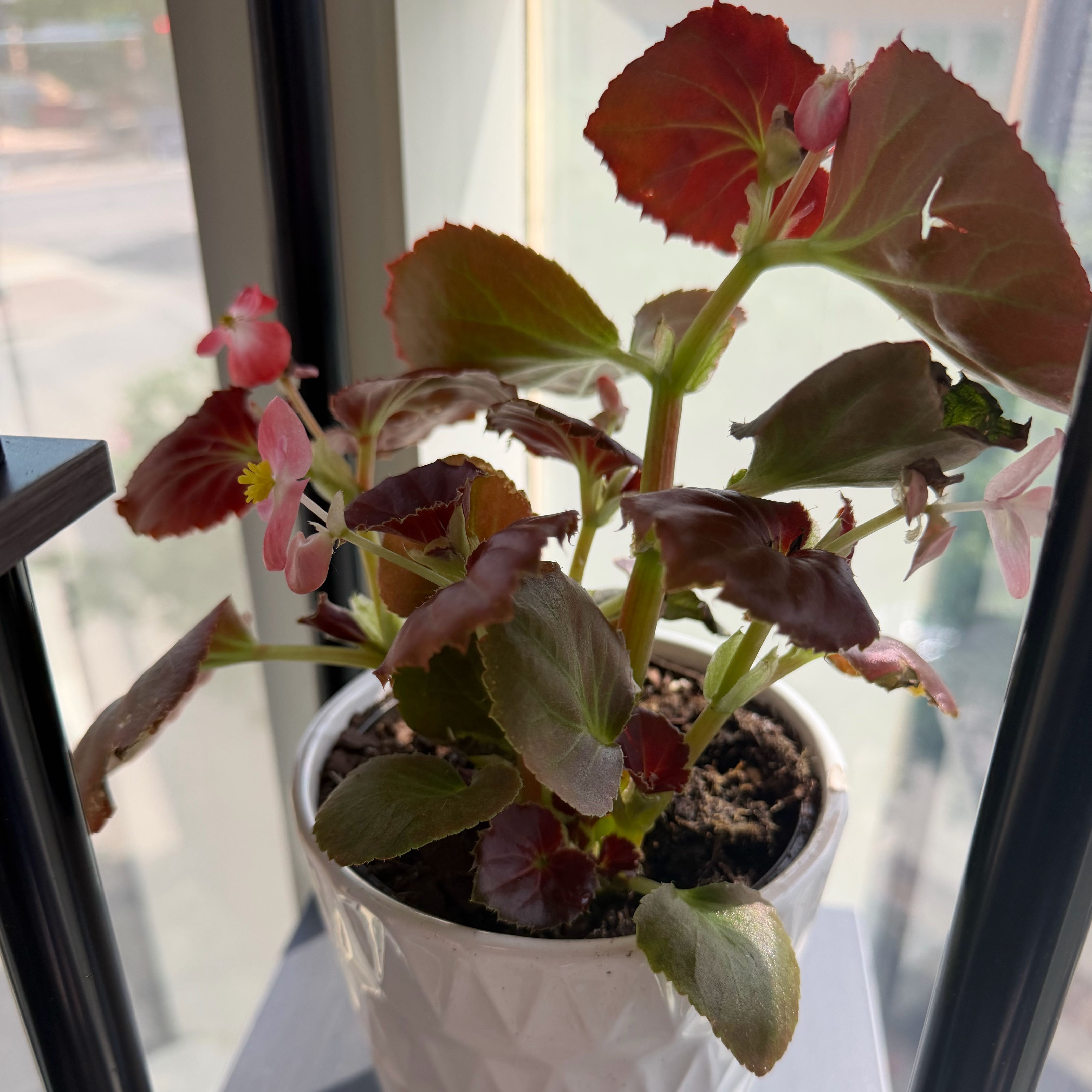 Photo of the plant species Rex Begonia by @ChirpyLuckycoin named Gillian on Greg, the plant care app