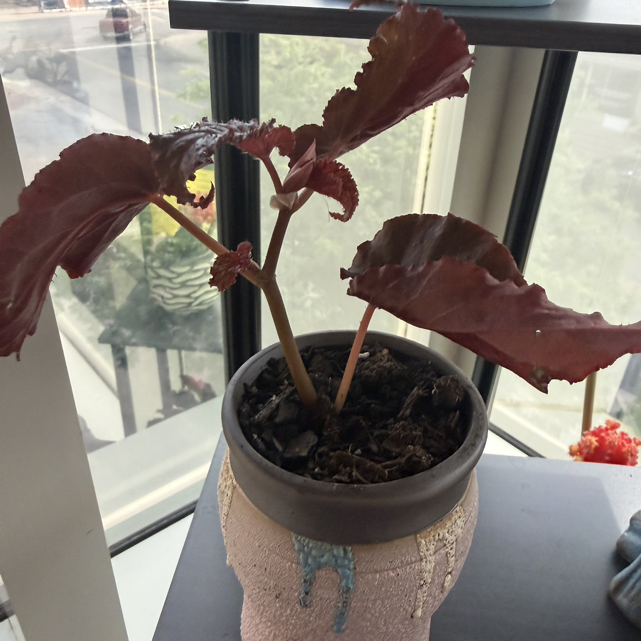 Photo of the plant species Black Magic by @ChirpyLuckycoin named McKinley on Greg, the plant care app