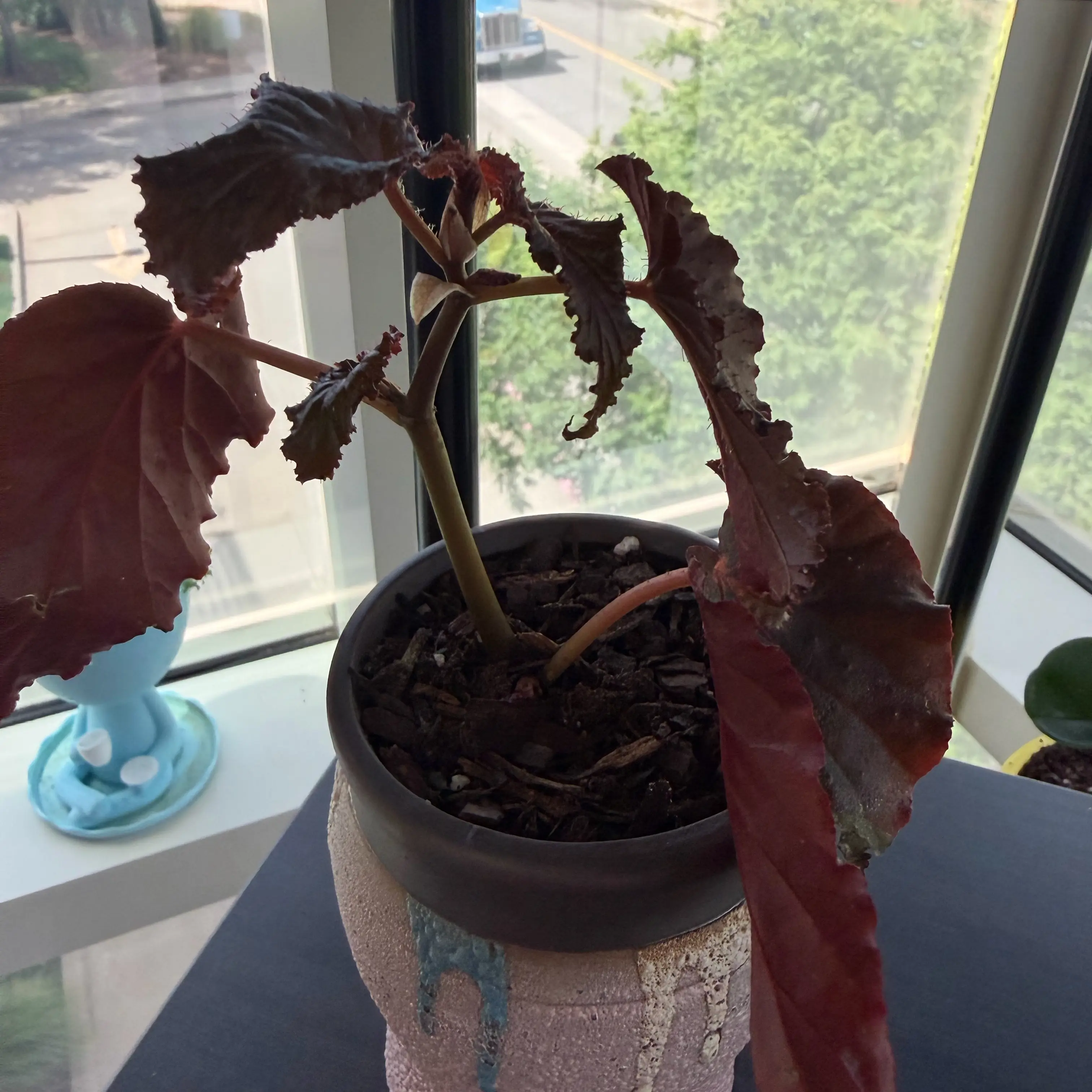 Photo of the plant species Black Magic by @ChirpyLuckycoin named Sally on Greg, the plant care app