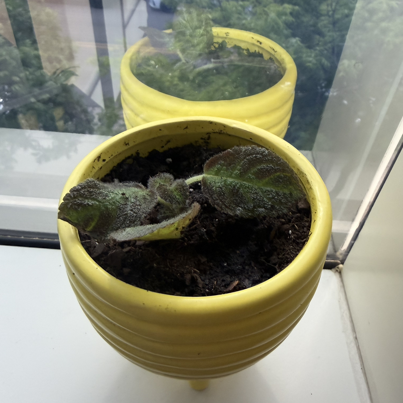 Photo of the plant species Episcia 'Pink Panther' by @ChirpyLuckycoin named Daphne on Greg, the plant care app