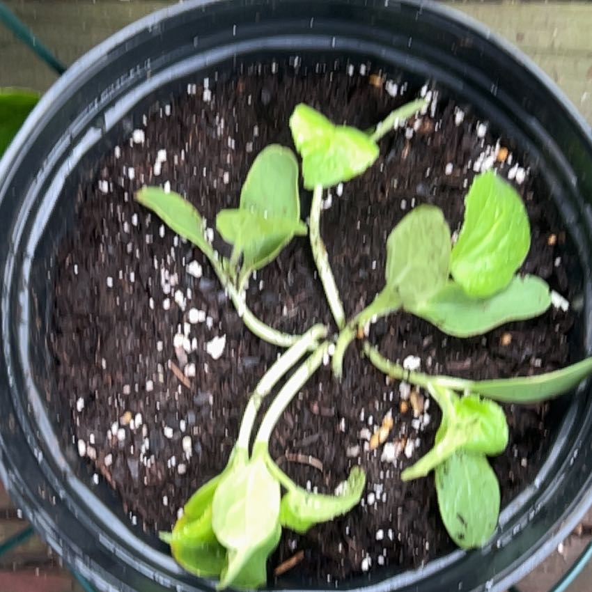 Photo of the plant species melon by @FoxyFilbert75 named Aristotle on Greg, the plant care app
