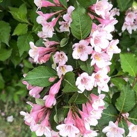 Photo of the plant species Beauty Bush by @JauntyPlanty73 named Sage on Greg, the plant care app