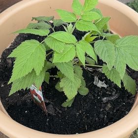 Photo of the plant species European Red Raspberry by @JauntyPlanty73 named Rosa on Greg, the plant care app
