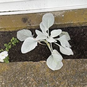 Photo of the plant species Angel Wings Senecio by @JauntyPlanty73 named Sahara on Greg, the plant care app