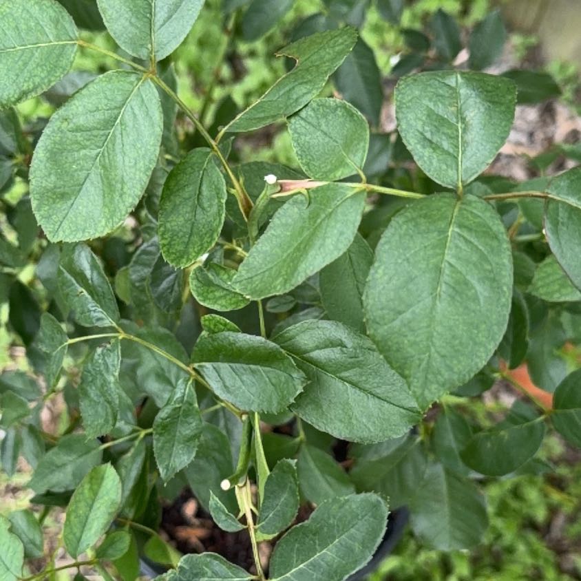 Photo of the plant species Multiflora Rose by @DrivenLilac54 named Stella on Greg, the plant care app