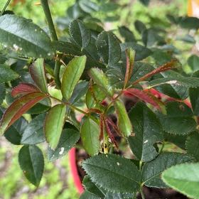 Photo of the plant species Multiflora Rose by @DrivenLilac54 named Messi on Greg, the plant care app
