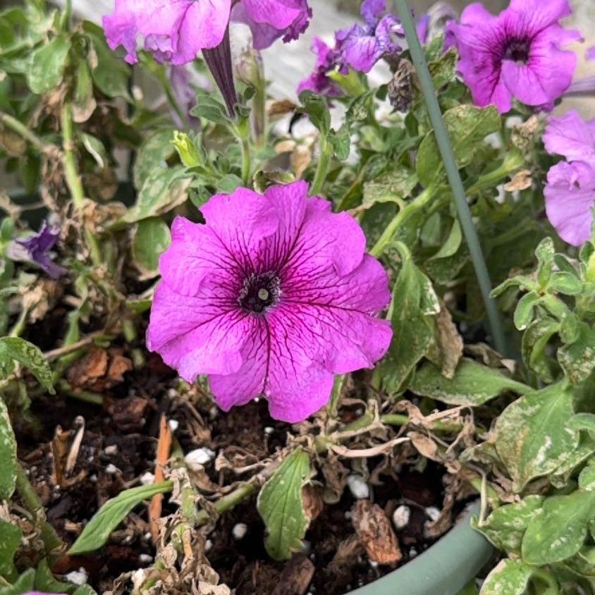Photo of the plant species Petunia by @DrivenLilac54 named Wall-E on Greg, the plant care app