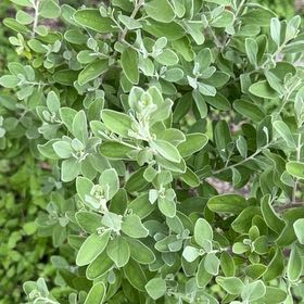 Photo of the plant species Texas Barometer Bush by @DrivenLilac54 named Sage on Greg, the plant care app
