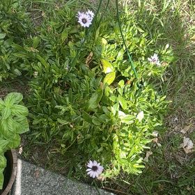 Photo of the plant species Michaelmas Daisy by @GladSourwood86 named Treeyoncé on Greg, the plant care app