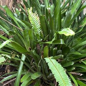 Photo of the plant species Long Strap Fern by @ExpertNeem44 named Sanders on Greg, the plant care app