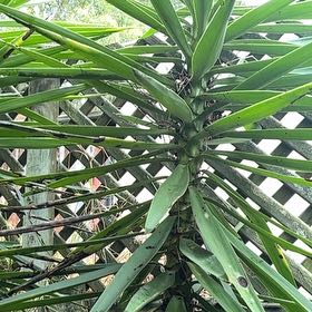 Photo of the plant species Aloe Yucca by @ExpertNeem44 named Walt on Greg, the plant care app