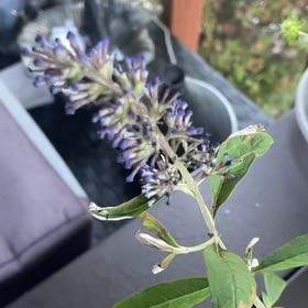 Photo of the plant species Orange Eye Butterflybush by @HotHollowroot38 named Marilyn on Greg, the plant care app
