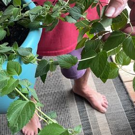 Photo of the plant species Lantana Montevidensis by @HotHollowroot38 named Taylor Swift on Greg, the plant care app