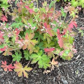 Photo of the plant species Bigroot Geranium by @PureMatgrass1 named Oscar on Greg, the plant care app
