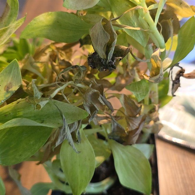 Photo of the plant species Dalmatian Toadflax by @VipSeaoats32 named LiloStitch on Greg, the plant care app