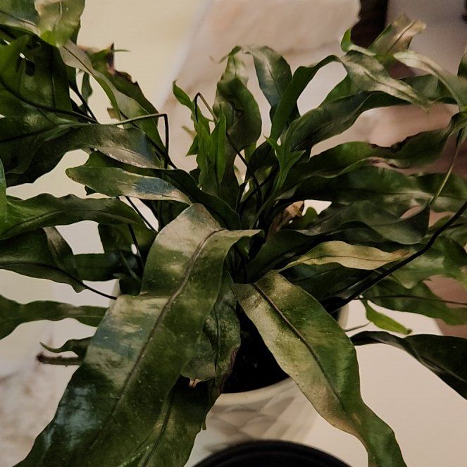 Photo of the plant species Monarch Fern by @PrimoFanmoss22 named Sanders on Greg, the plant care app