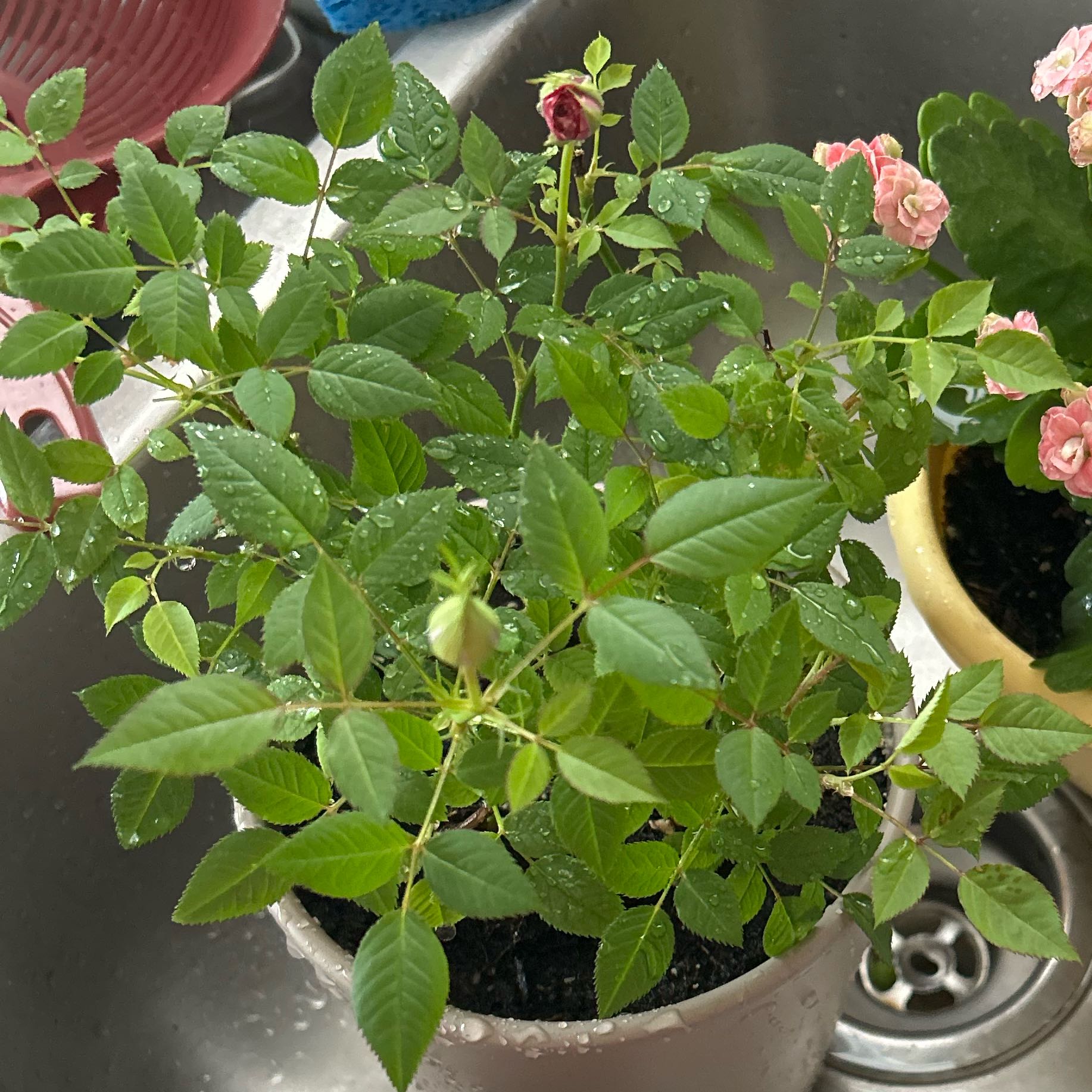 Photo of the plant species Miniature Rose by @HipBaibua81 named sonny on Greg, the plant care app