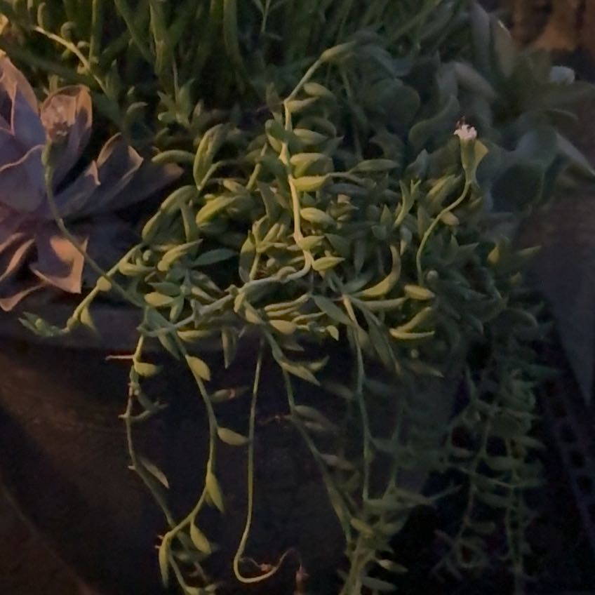 Photo of the plant species Whisk Fern by @AmiableDecodon6 named Dax on Greg, the plant care app