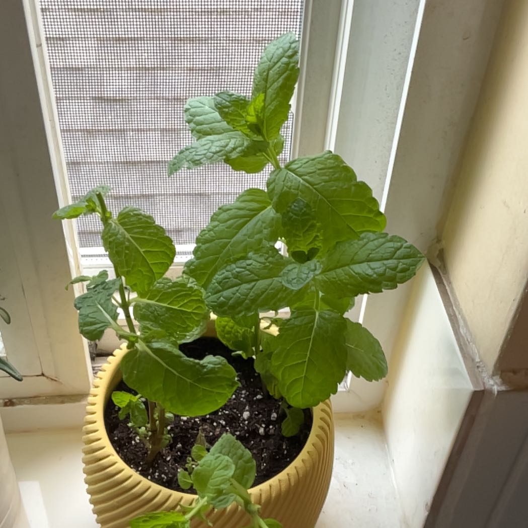 Photo of the plant species Mojito Mint by @MomentousTipa65 named Marley on Greg, the plant care app