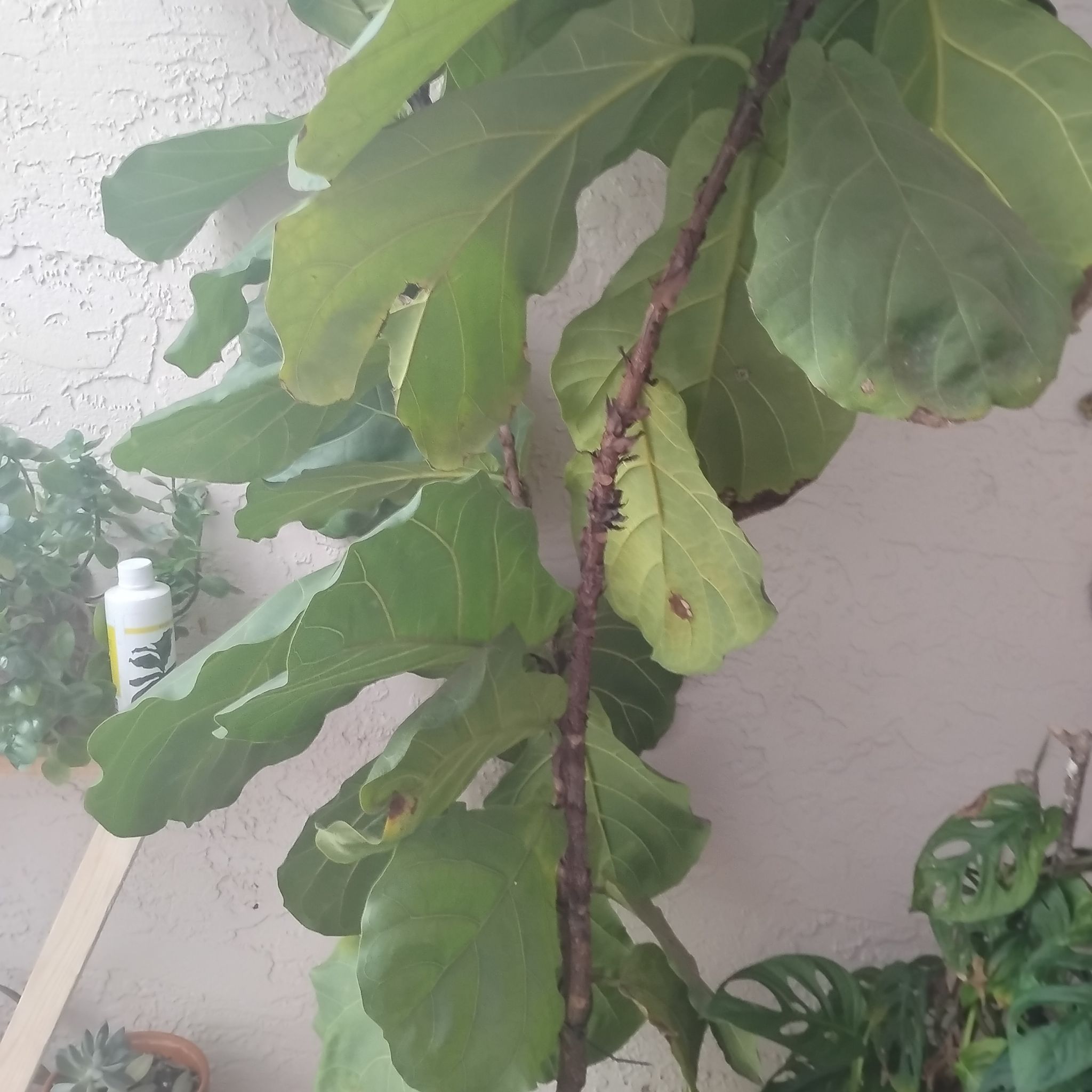 Photo of the plant species Indian Mulberry by @ZingySagopalm12 named Anne on Greg, the plant care app