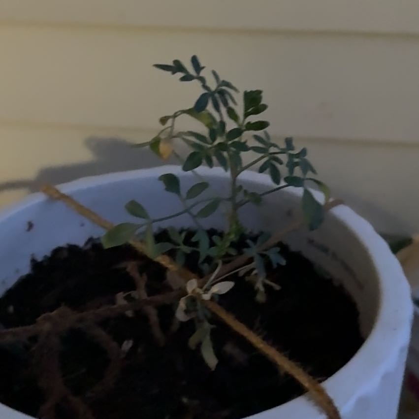 Photo of the plant species Common Rue by @StrikingAgave20 named Gobi on Greg, the plant care app